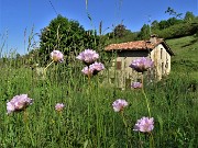 23 Armeria  arenaria alla Stalla Fopp (1085 m)